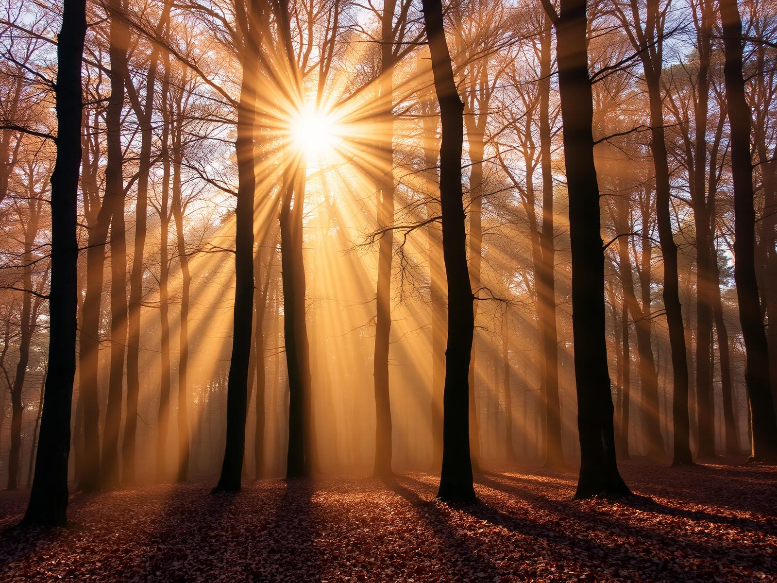Stara Reka Beech Forest